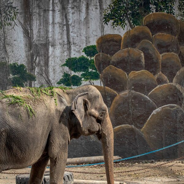 ‘World’s Saddest Elephant’ Dies After A long time of Confinement at Manila…