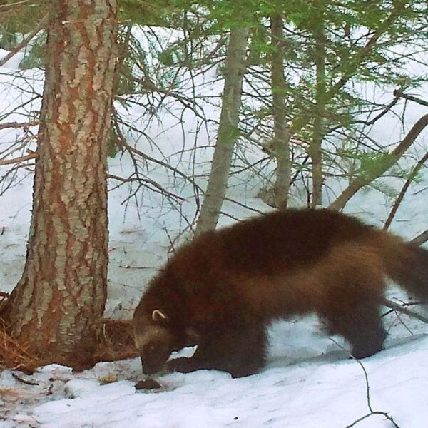 Wolverines threatened with extinction as local weather change melts their snowy mountain…