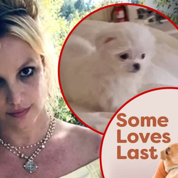 Britney Spears’ Ex Sam Asghari Has New Gig with PETA, Seems To…