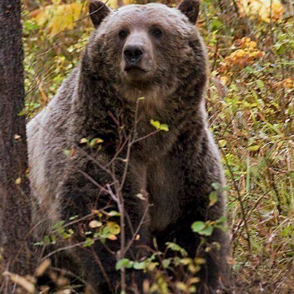 BNSF Railway is killing grizzly bears whereas slow-walking endangered species allow, lawsuit…