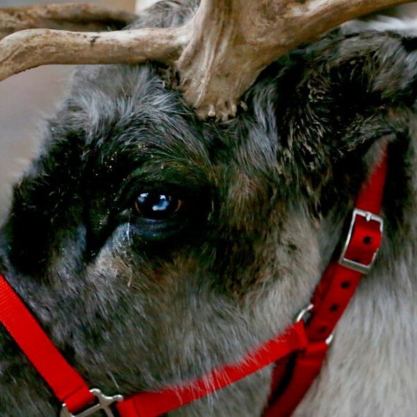 What shade are reindeer’s eyes and why do they alter within the…