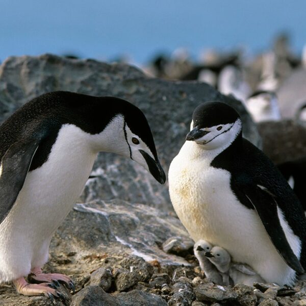 Mother or father penguins take greater than 10,000 micronaps per day, research…