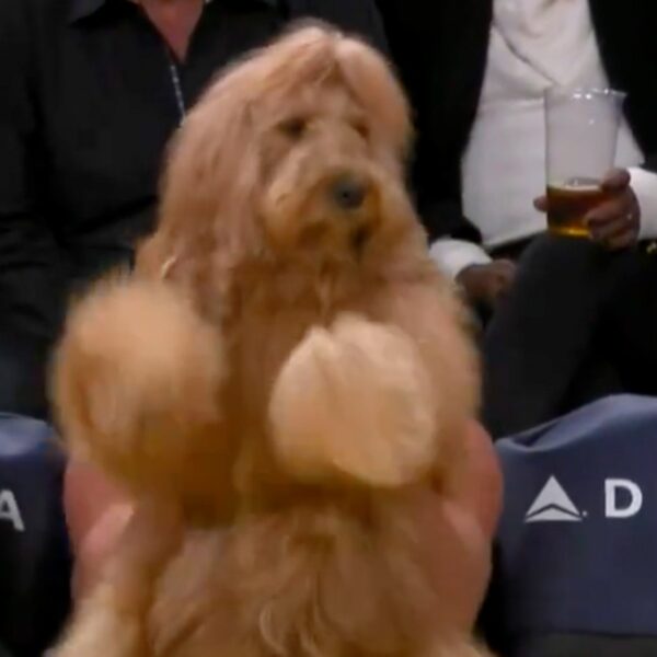 Instagram-Well-known Canine Fetches Courtside Seat At Lakers Sport, Dances His Tail Off!