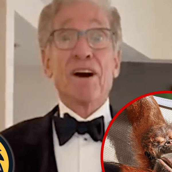 Maury Povich Steps In to Assist Announce Paternity Of Child Orangutan