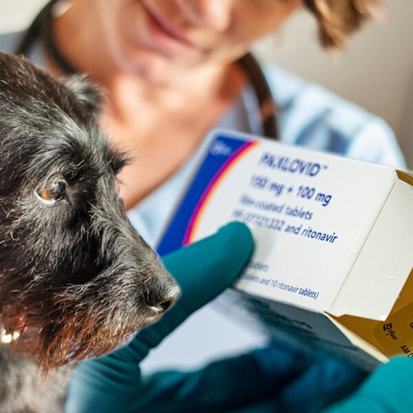 Vet Prescribing Canines COVID Meds To Save Them From Thriller Sickness