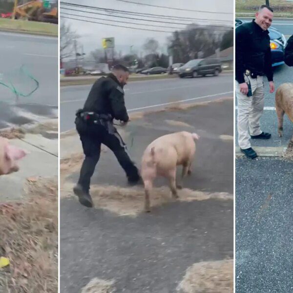 NJ officers apprehend runaway pig named Albert Einswine, video exhibits