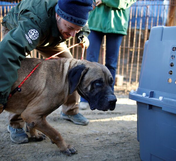 South Korea Bans Canine Meat, a Now-Unpopular Meals