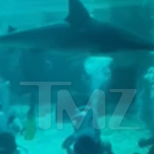 New Movies Present Atlantis Bahamas Shark Tank Two Days Earlier than Youngster…