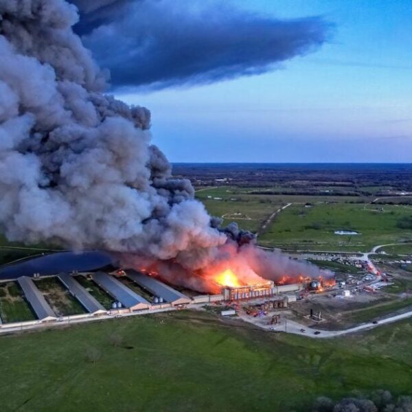 Large Hearth Engulfs Feather Crest Farm Hen Plant in Texas, Reportedly Following…