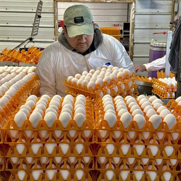 Avian flu devastates California’s ‘egg basket’