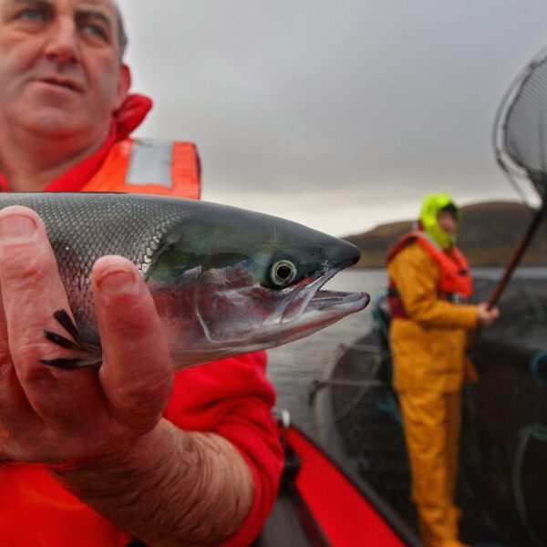 Salmon, UK & Scotland’s prime meals export, has an enormous extra dying…