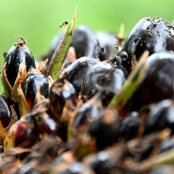 Startup brewing waste to switch palm oil will get Gates Basis money