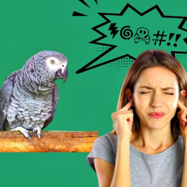 ‘F*** OFF’: UK Zoo Offers With ‘The Curse of the Cursing Parrots’…