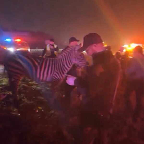 Cops Rescue Circus Animals On Indiana Freeway After Semi-Truck Hearth