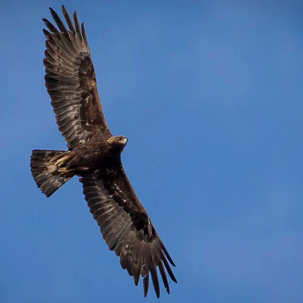 Montana man sentenced for gun violations associated to unlawful eagle killing