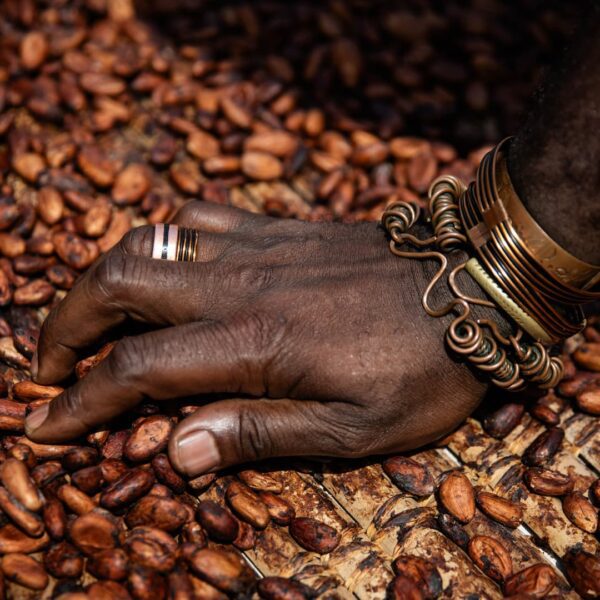Cocoa costs surge to all-time highs as unhealthy climate hurts West Africa…