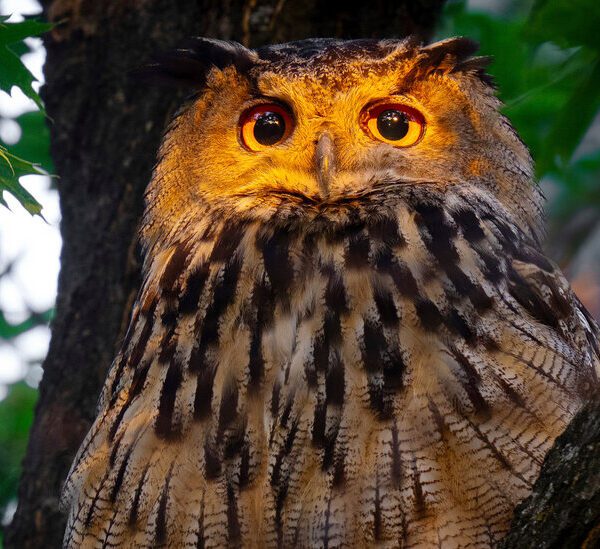 New York Mourns Flaco, an Owl Who Impressed as He Made the…