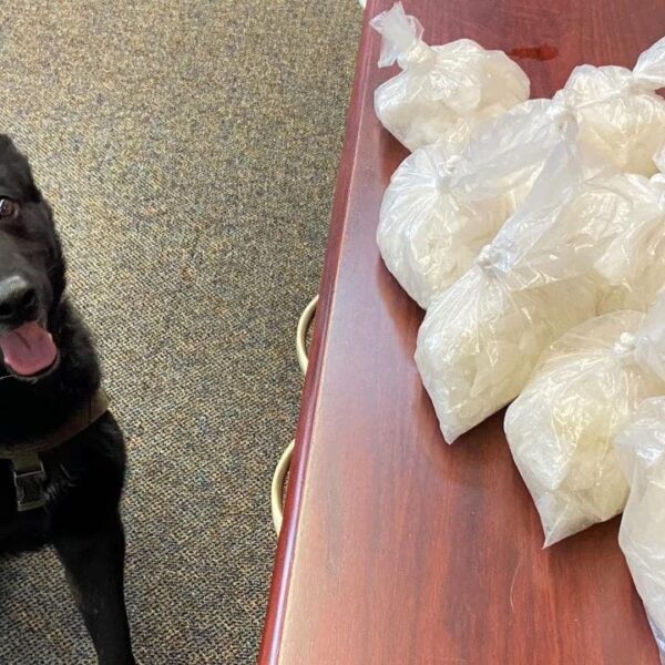 California Okay-9 finds kilos of meth hidden in canine deal with packing…