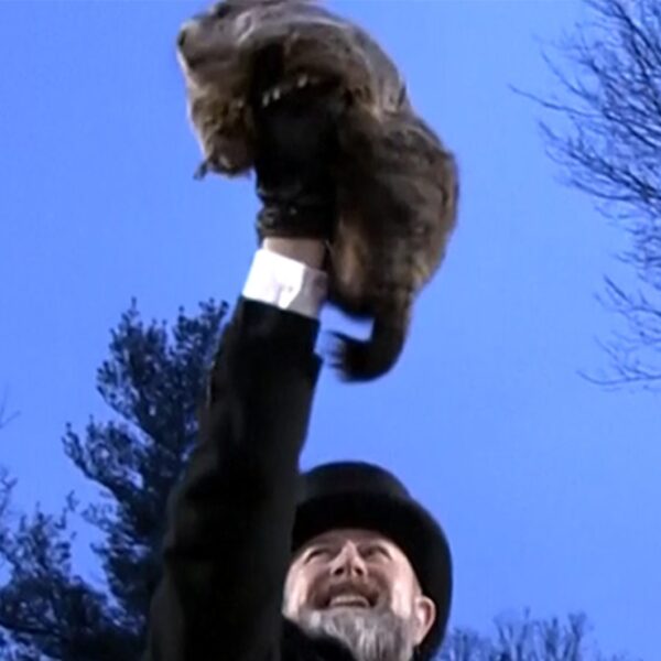 Punxsutawney Phil Would not See Shadow on Groundhog Day, Early Spring!