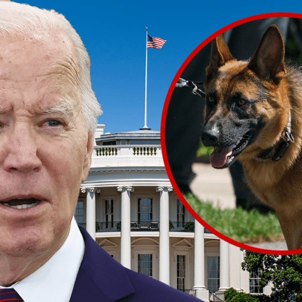 President Biden’s Canine Commander Bit Secret Service Brokers On 24 Events