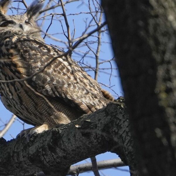 New York’s Flaco the owl dies in collision with constructing, Central Park…