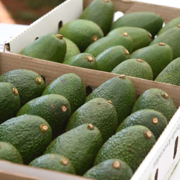 Reduction for farmers as Kenya lifts avocado exports ban – Investorempires.com