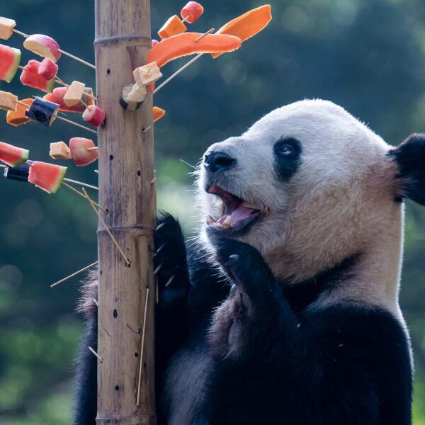 Panda diplomacy is again as China lends 2 bears to San Diego…