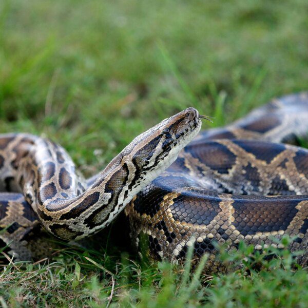 New York man who smuggled pythons into the US in his pants…