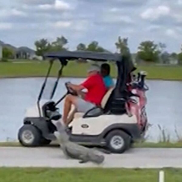 Alligator Chases Down Individuals In Golf Cart, Tries To Chunk Them In…