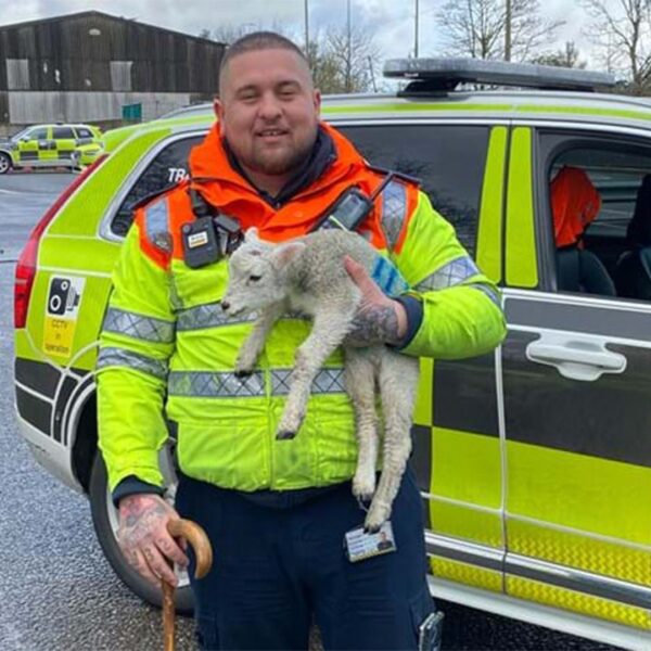 Lamb rescued after being stranded on busy freeway in England
