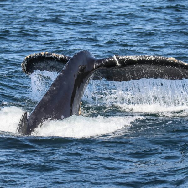 Bitcoin “Newbie Whales” Now Maintain Unprecedented $7.3B Revenue