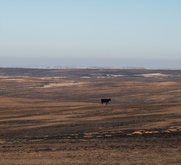 ‘Pretty Sickening’: Texas Ranchers Face Crippling Losses