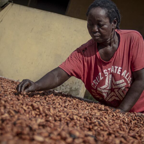 Cocoa costs rise to recent file, nears $9,000 per metric ton