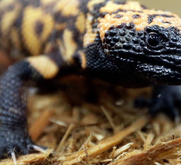 Gila Monster’s Venomous Chunk Contributed to Colorado Man’s Loss of life, Stories…