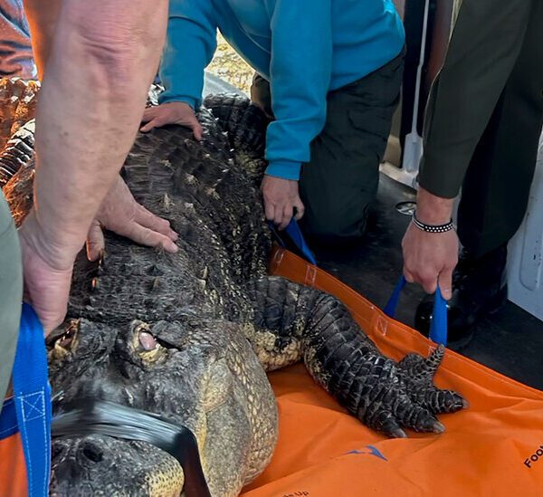 750-Pound Alligator Seized From Hamburg, N.Y., Dwelling
