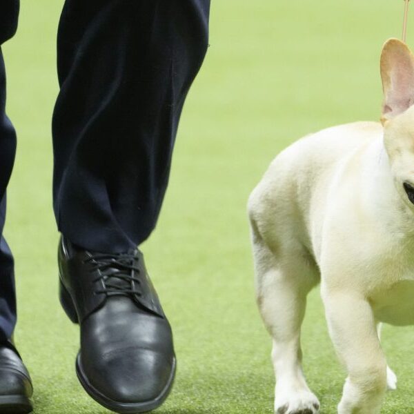 French bulldogs proceed their reign as hottest canine for 2nd straight yr