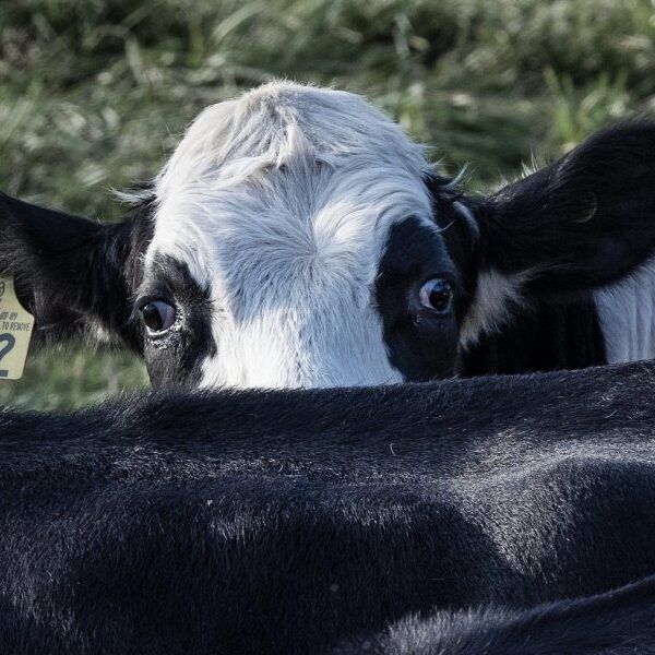 Avian influenza spreads to dairy herds in Michigan, Idaho