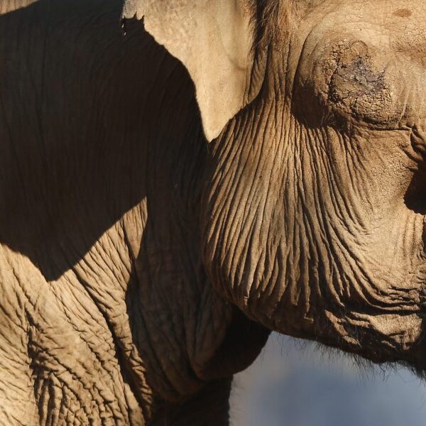 Local weather change provides stress to aged elephants