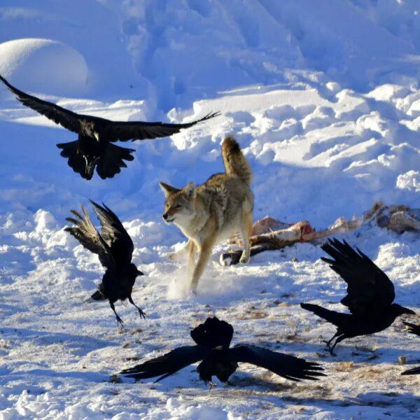 Robotic disguised as coyote or fox will assist deter birds from Alaska…