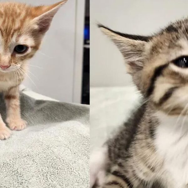 Two kittens ‘openly’ stolen from cages at Florida animal shelter