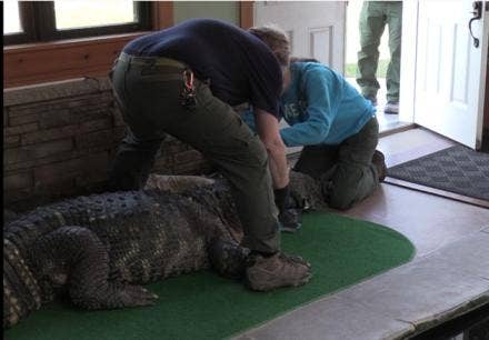 Albert the Alligator’s ‘dad’ chomps on the bit to retrieve his pet…