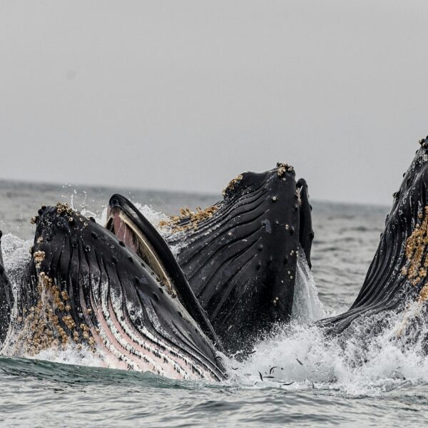 Bitcoin Soars Previous $67,000 As Whale Inhabitants Explodes