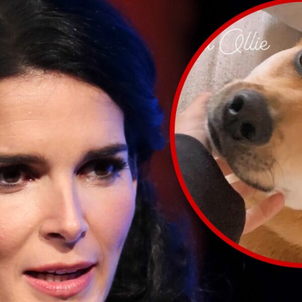 Angie Harmon’s Household Canine Shot and Killed By Deliveryman