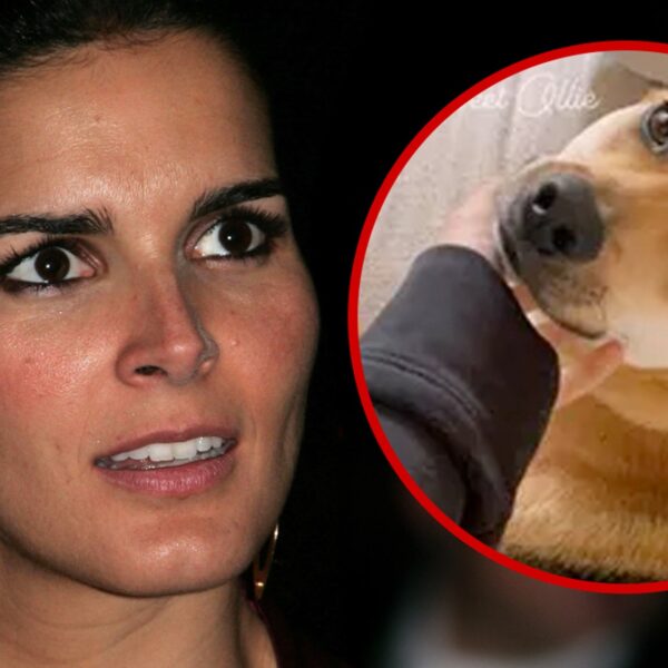 Angie Harmon Canine Killing a Thriller, Cops Will not Discuss