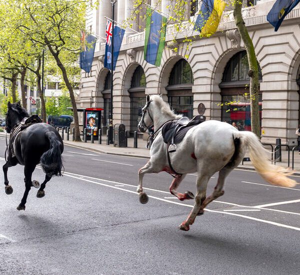 Horses Run Free Via Central London in Surreal Spectacle