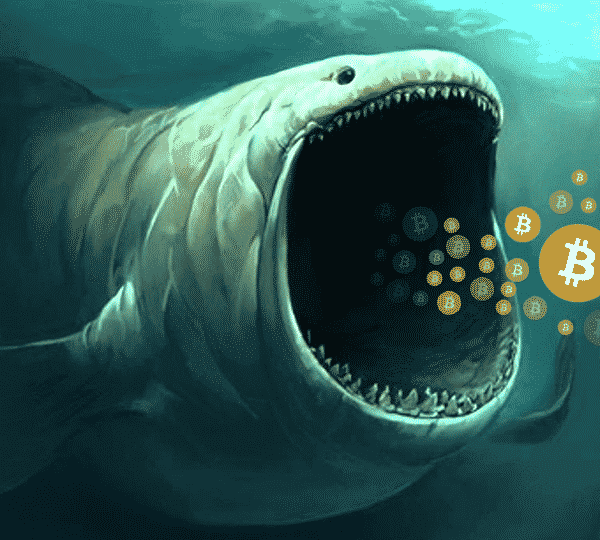 Bitcoin At A Low cost: Whales Proceed To Gobble Up Each Worth…