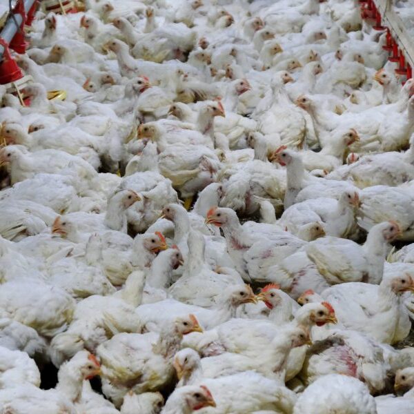 Texas avian flu spreads from cows to people and chickens, with 2…
