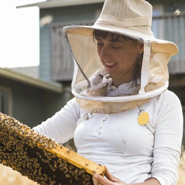 The variety of bee colonies has reached an all-time excessive