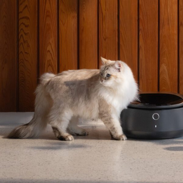 Petlibro’s new sensible refrigerated moist meals feeder is what your cat deserves