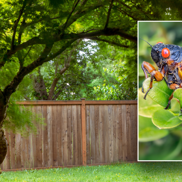 Cicada invasion 2024: Are these bugs coming on your crops this spring?
